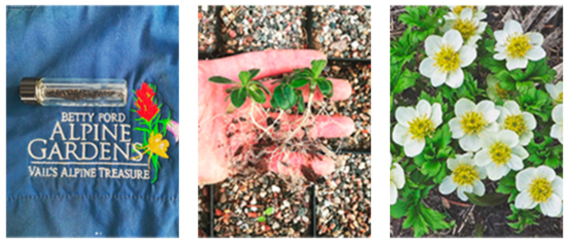 Betty Ford Alpine Gardens - Growing From Seed