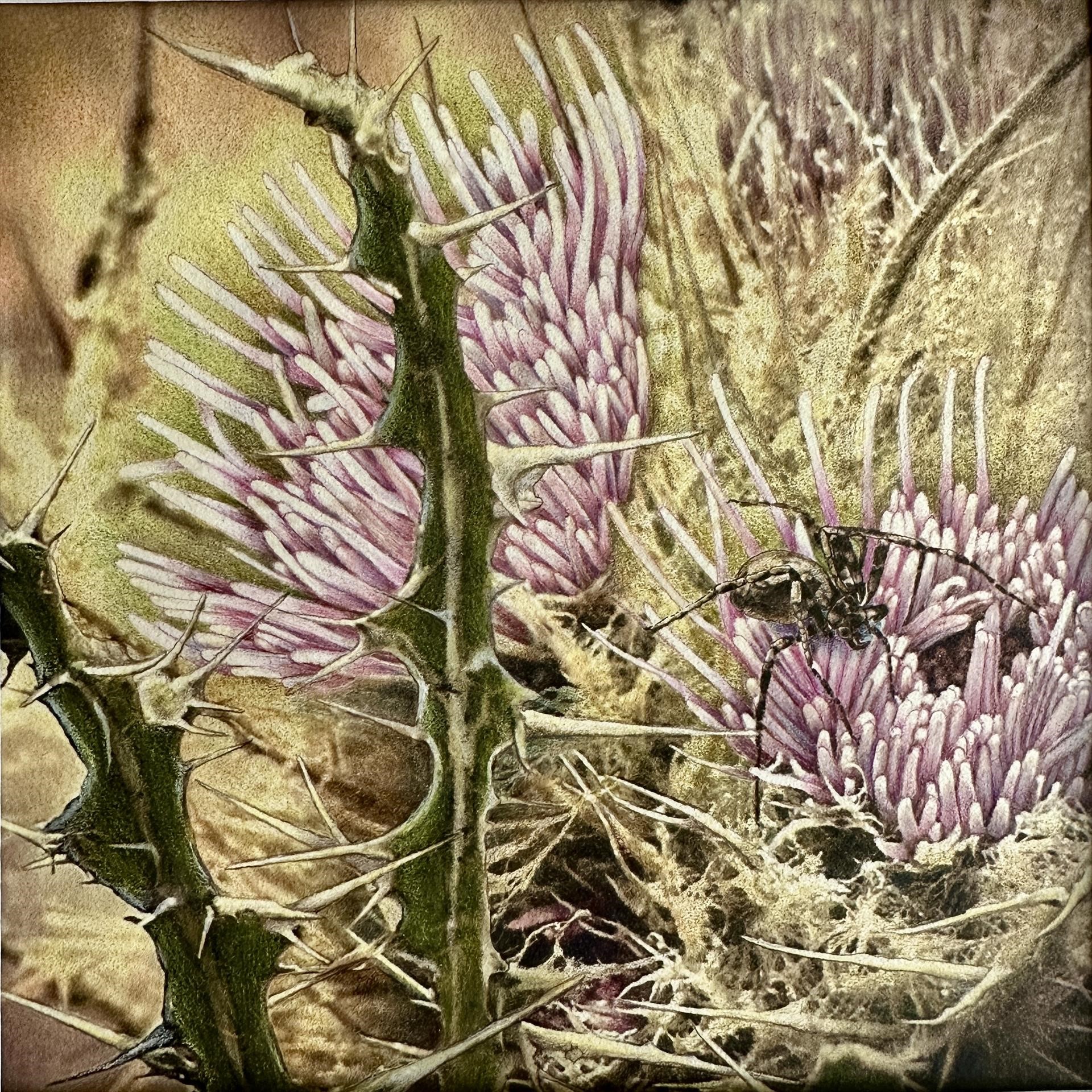 Colored pencil drawing of flowering thorny plant for the Rocky Mountain High exhibit at Betty Ford Alpine Gardens