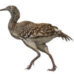 Lithornis