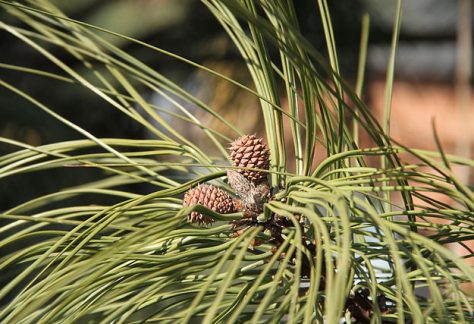 640px-Pinus_ponderosa_female_cones