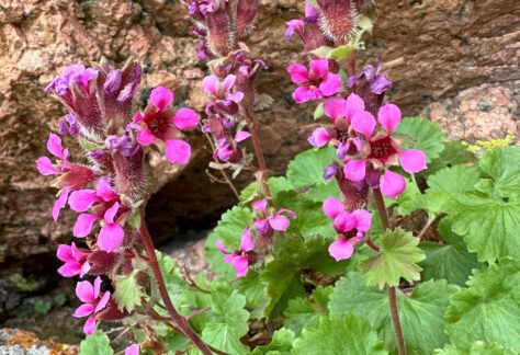 Alumroot Brookfoam (Telesonix jamesii)