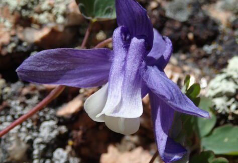 Rocky Mountain Blue Columbine (Aquilegia saximontana)