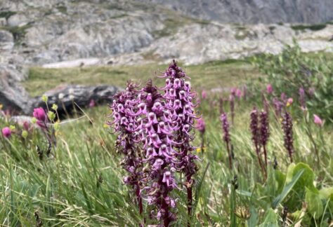 Colorado Alpine Ecoflora Project - Elephant's Head