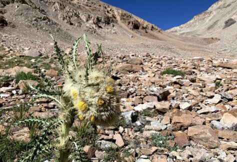 Colorado Alpine Ecoflora Project - Funky Thistle