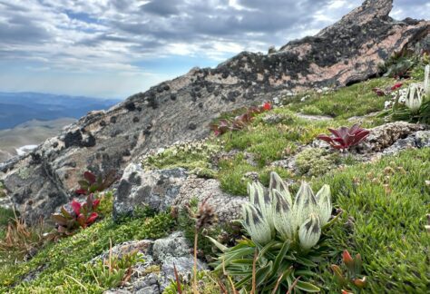 Colorado Alpine Ecoflora Project - Gentiana