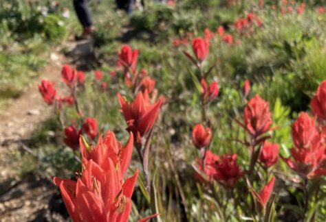 Colorado Alpine Ecoflora Project Hike Paintbrush