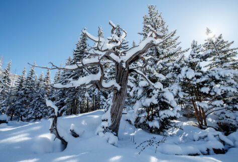 Blue skies, snowy trees