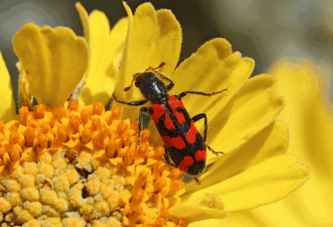 A bug sitting on a yellow flower
