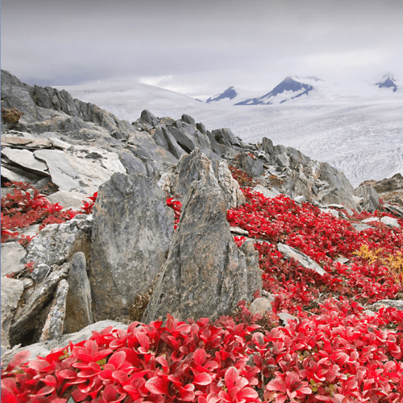 Red plants in the snow of high altitude glaciers, part of the Breaking Records exhibit at Betty Ford Alpine Gardens