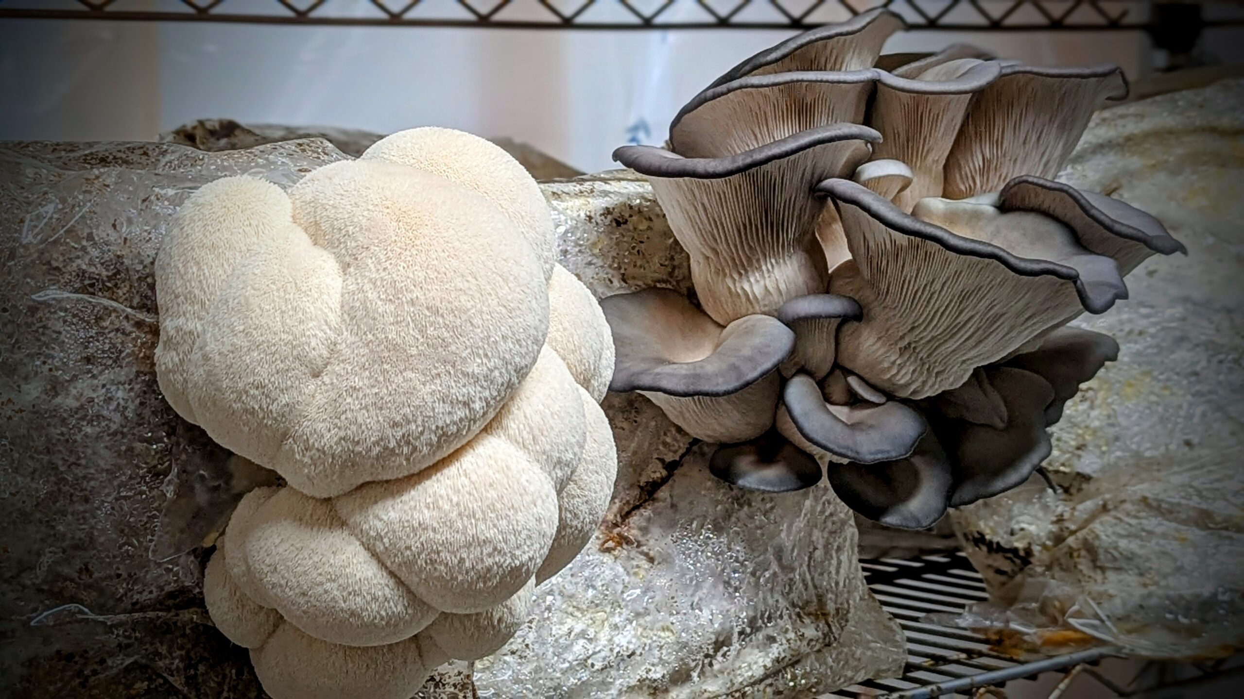 mushrooms