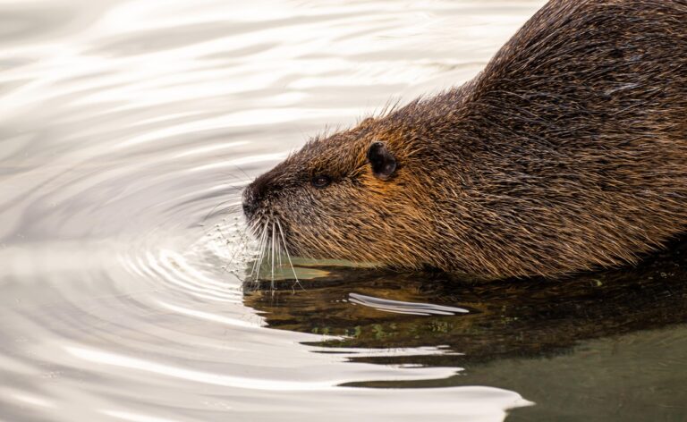 american beaver in the water
