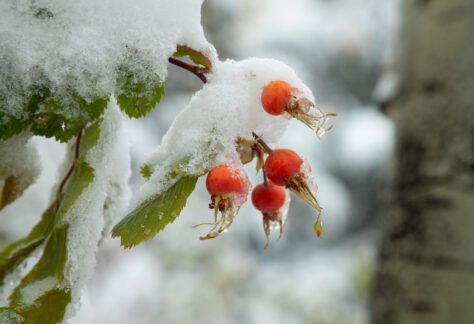 snowy rose hips