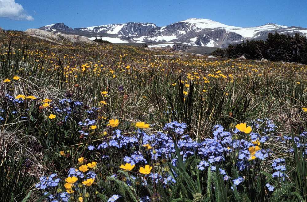Alpine Meadow Inspiration