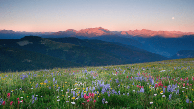 Inspiration for sowing native seeds at Betty Ford Alpine Gardens for the Alpine Meadow Project.
