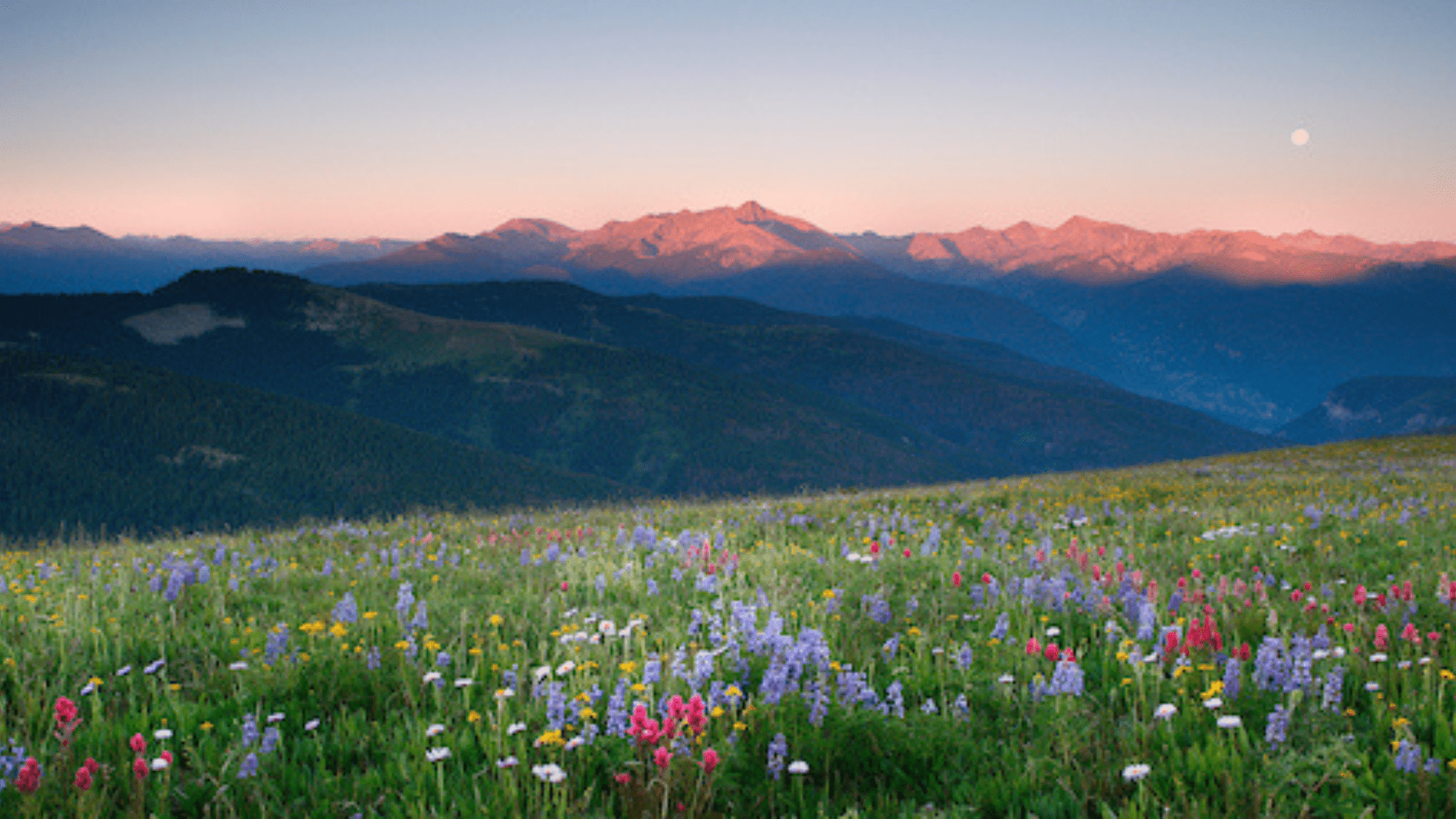 Inspiration for sowing native seeds at Betty Ford Alpine Gardens for the Alpine Meadow Project.
