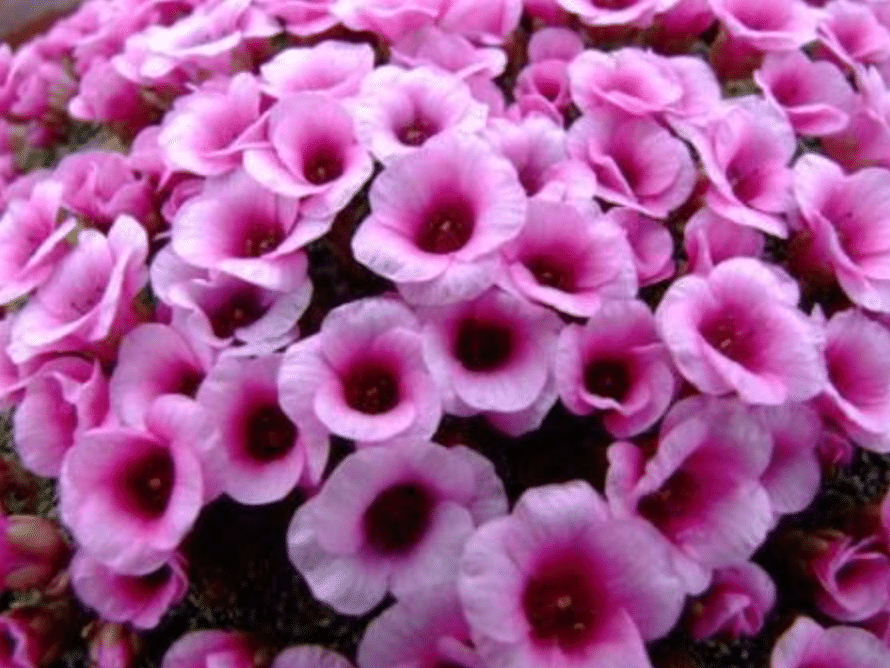 Saxifrage blooms, representative of the Saxifrage Society, a Betty For Alpine Gardens Partner