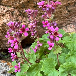Alumroot Brookfoam (Telesonix jamesii)