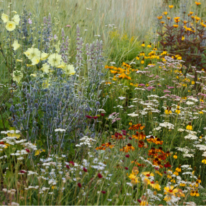 Betty Ford Alpine Gardens: Pollinator-friendly Perennials