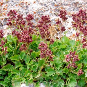 Red flowers blooming against rocks - Betty Ford Alpine Gardens