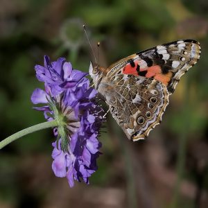 Painted Lady Butterfly - Betty Ford Alpine Garden
