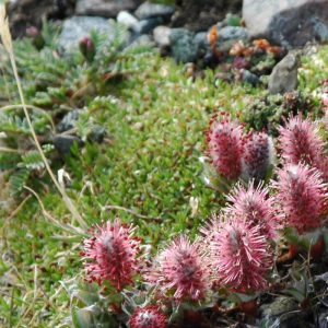 Alpine Flowers at Betty Ford Alpine Gardens