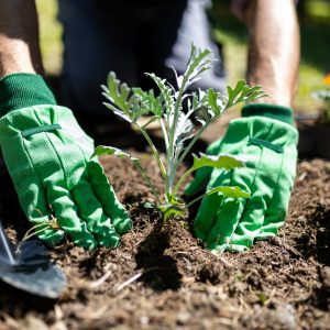 Gardener planting seedlings in rich soil at Betty Ford Alpine Gardens